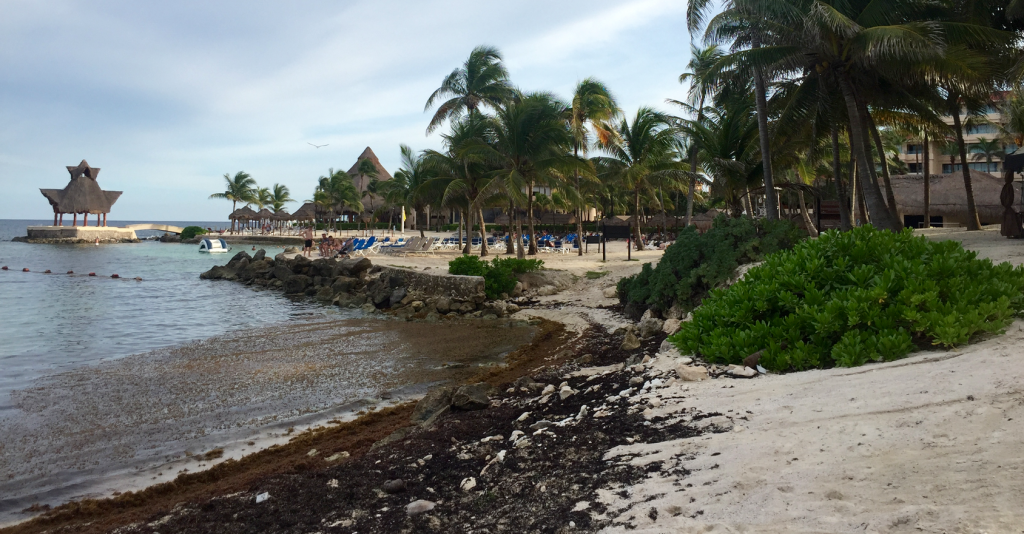 Algues Sargasses sur les plages du Riviera Maya au Mexique